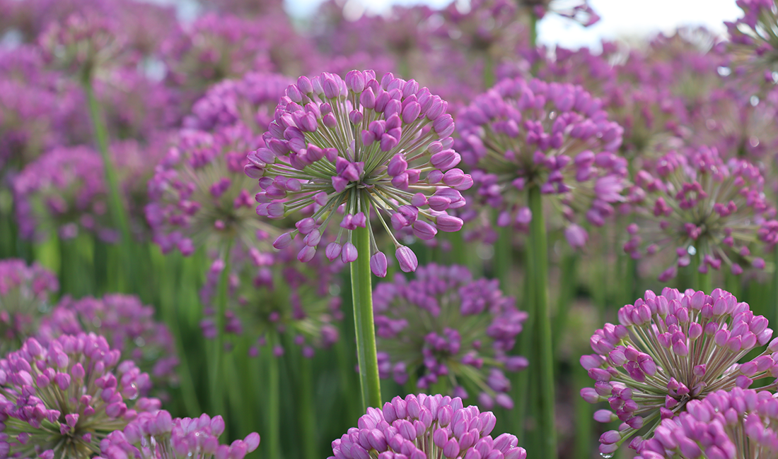 Globe-shaped purple allium flowers in a garden