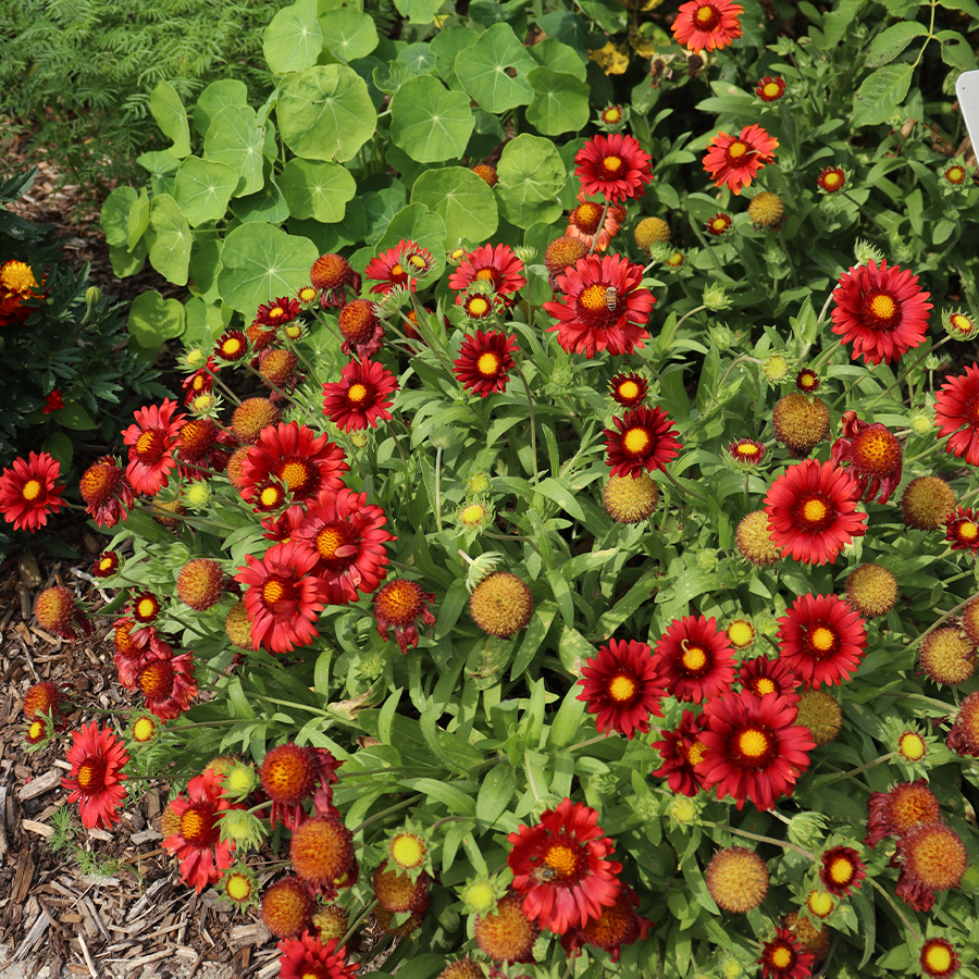 'Arizona Red Shades' Blanket Flower (Gaillardia)