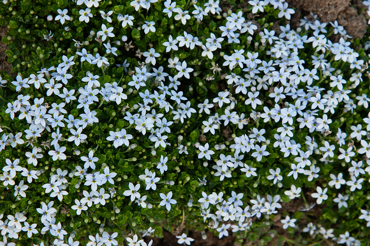 Close up image of delicate blue star creeper flowers used as a ground cover.