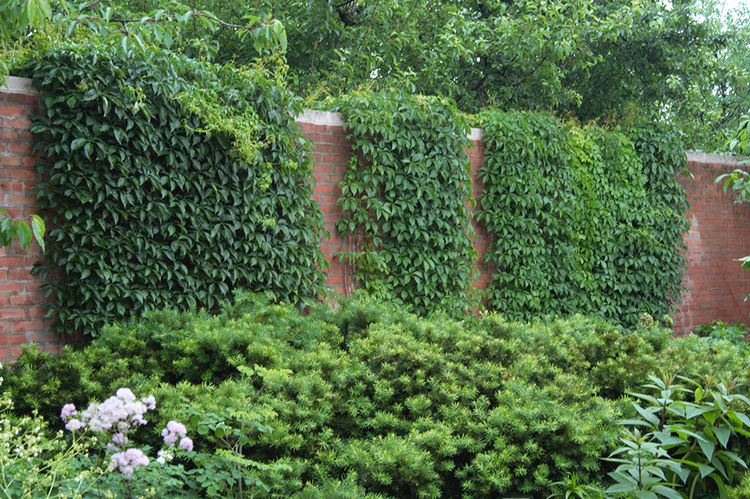 Buy English Ivy For Sale Online