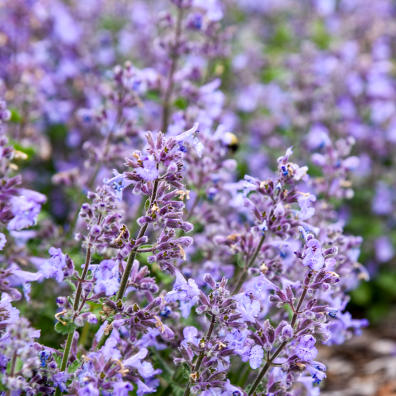 'Catwalk Queen' Catmint (Nepeta) | Perennials – Great Garden Plants