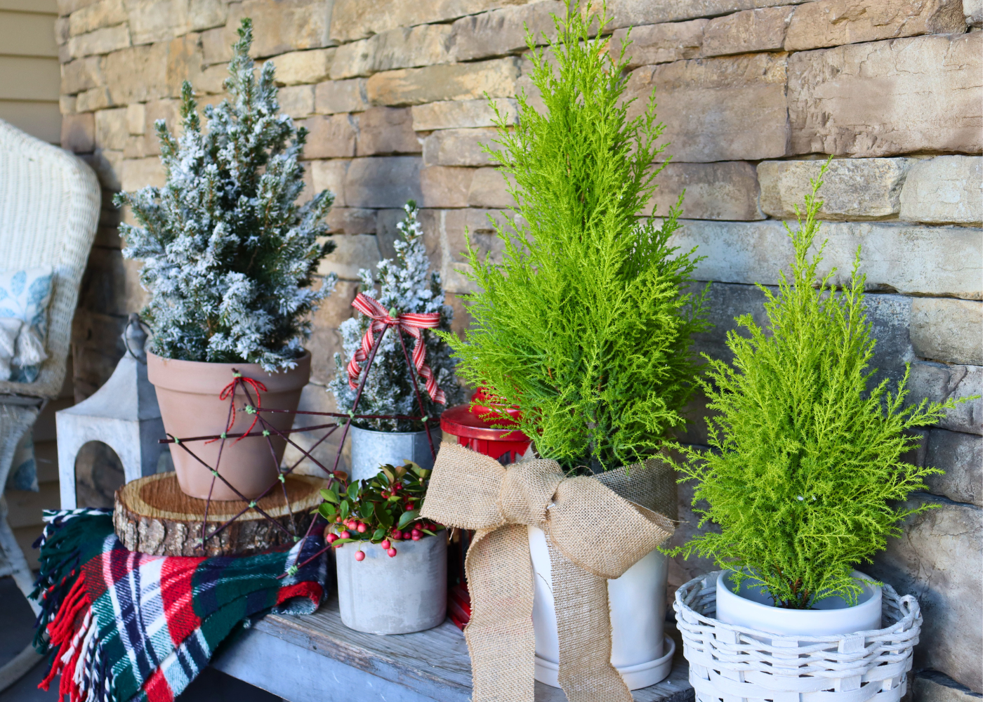 Bright green Lemon Cypress and flocked spruce trees on a holiday porch