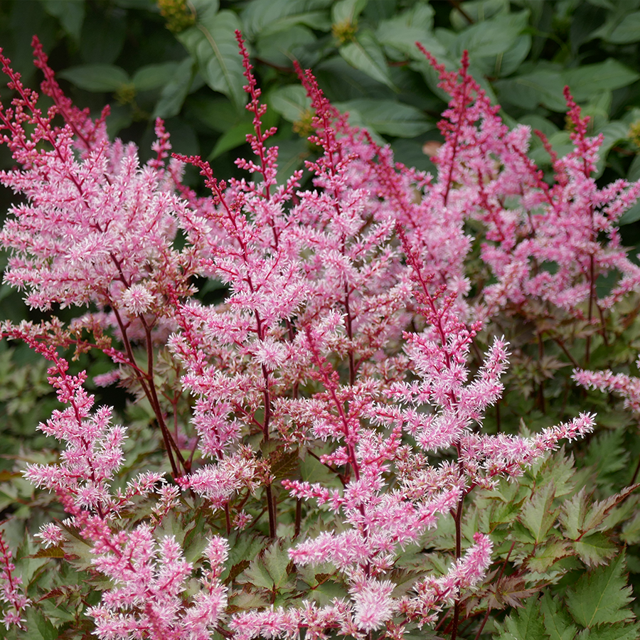 Color Flash® Astilbe For Sale | Perennials – Great Garden Plants