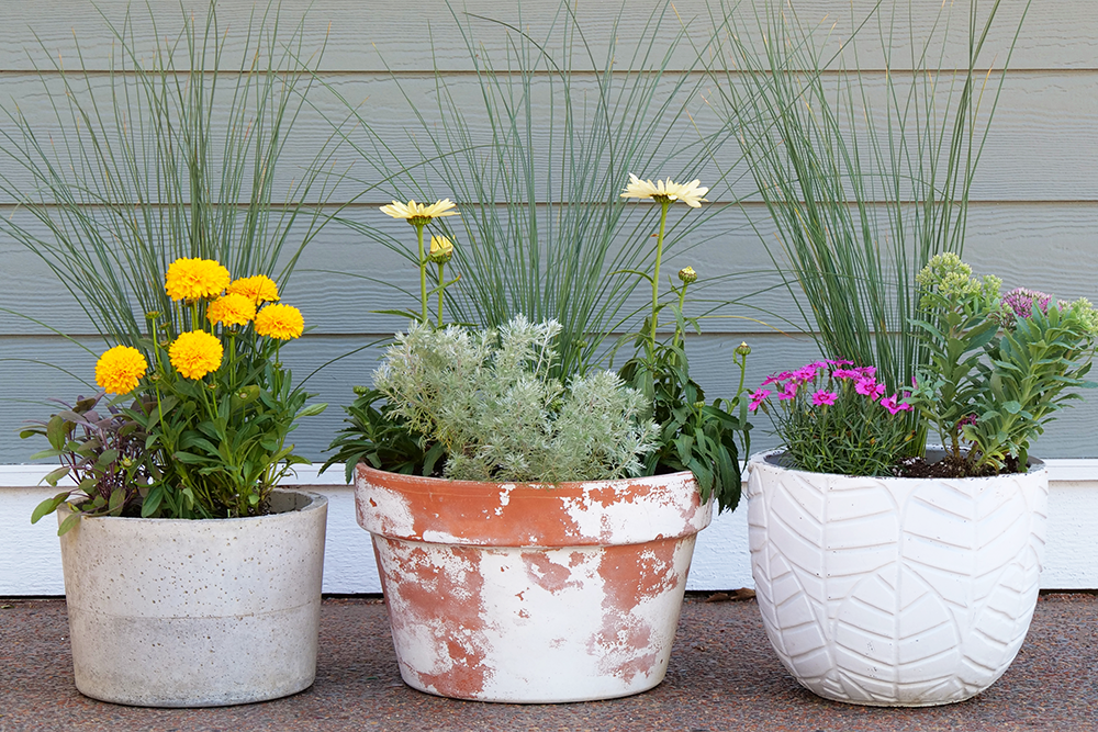 A variety of container plants against a blue house filled with perennial flowers