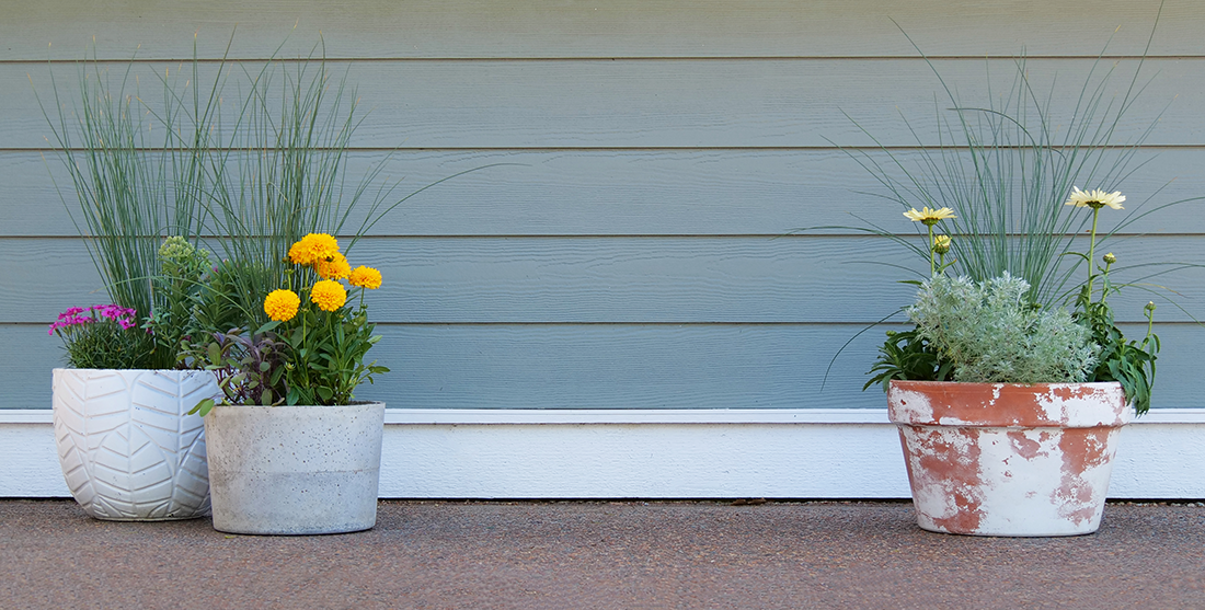 A variety of container plants against a blue house filled with perennial flowers