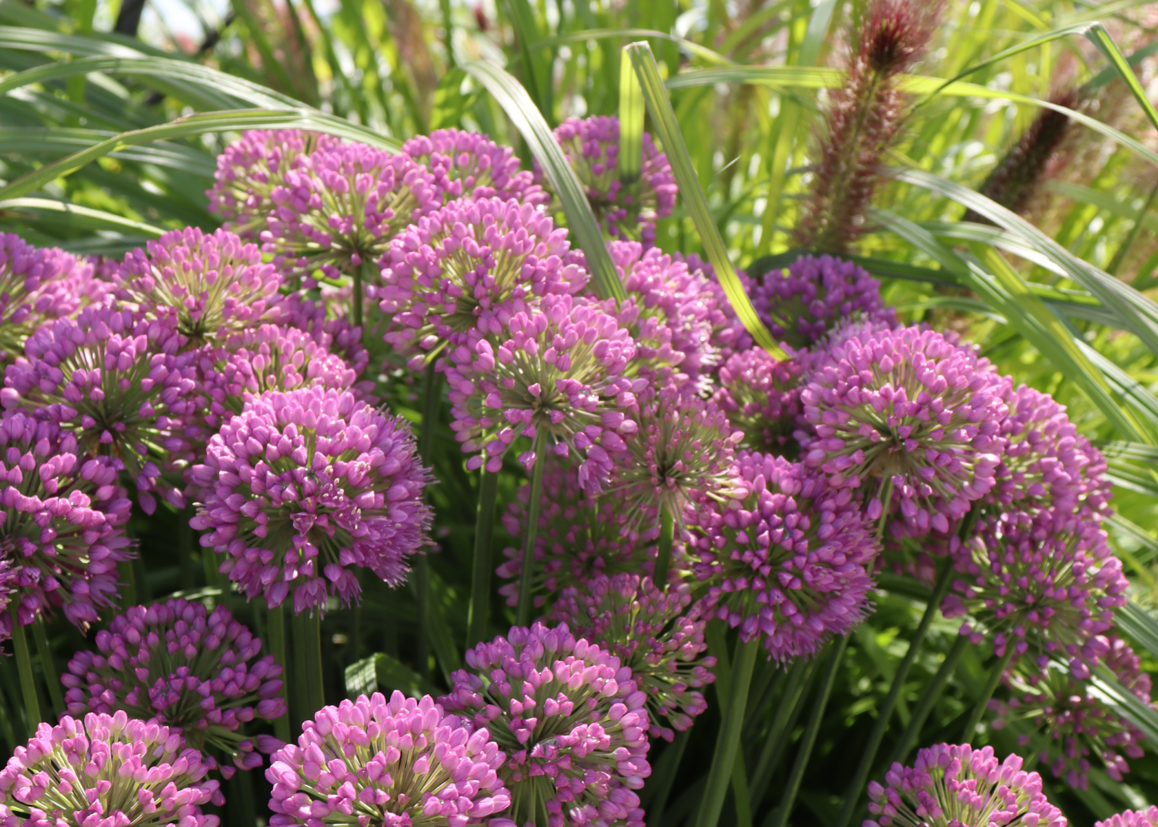 Beautiful purple globes of allium flowers in a sunny garden