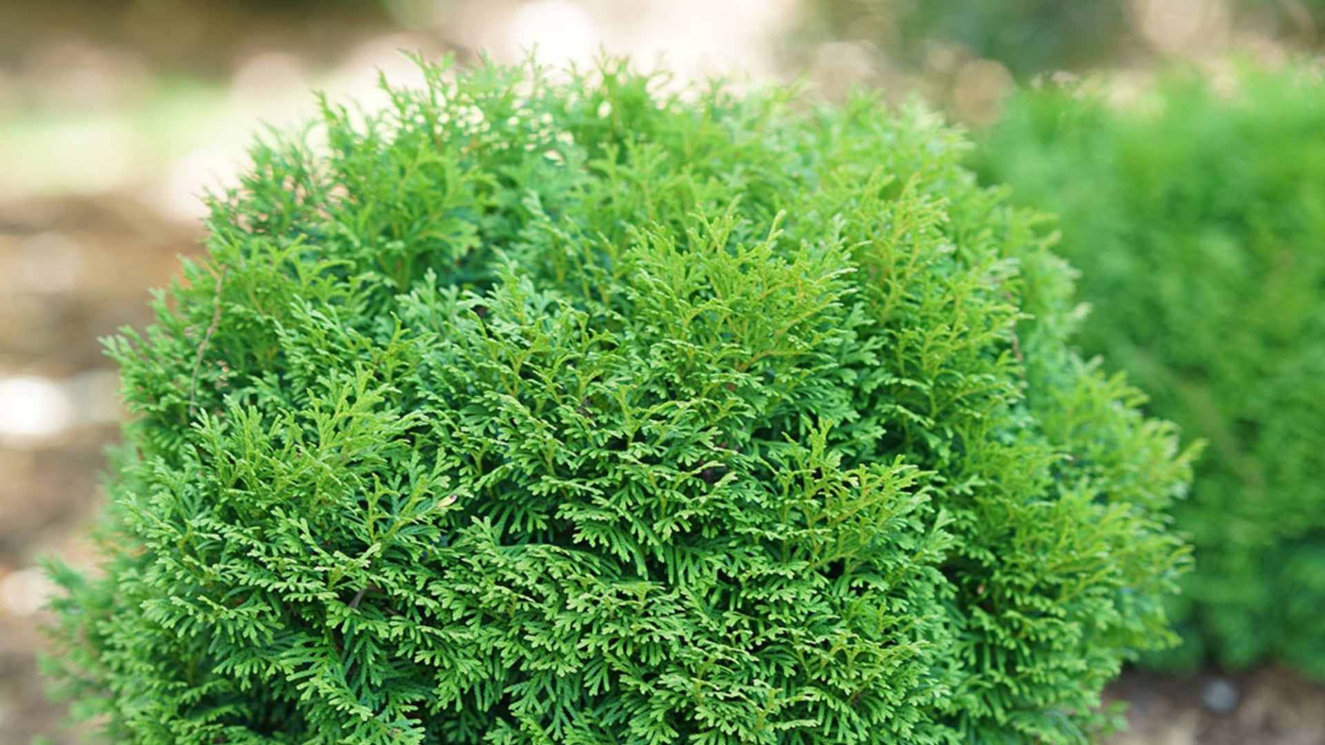 Evergreen Shrubs & Trees For Sale | Great Garden Plants