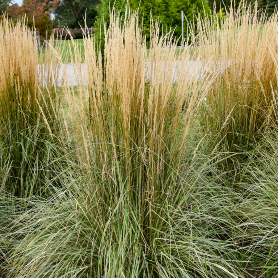 Hello Spring!™ Feather Reed Grass | Perennials – Great Garden Plants