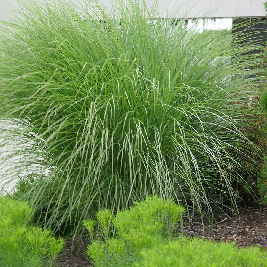 'Gracillimus' Maiden Grass | Perennials – Great Garden Plants