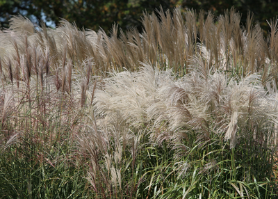 Tufts of ornamental grass in a winter garden