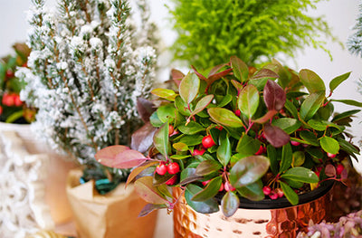 Table top Christmas decor plants