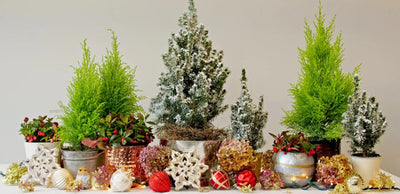 Holiday trees on a festive table