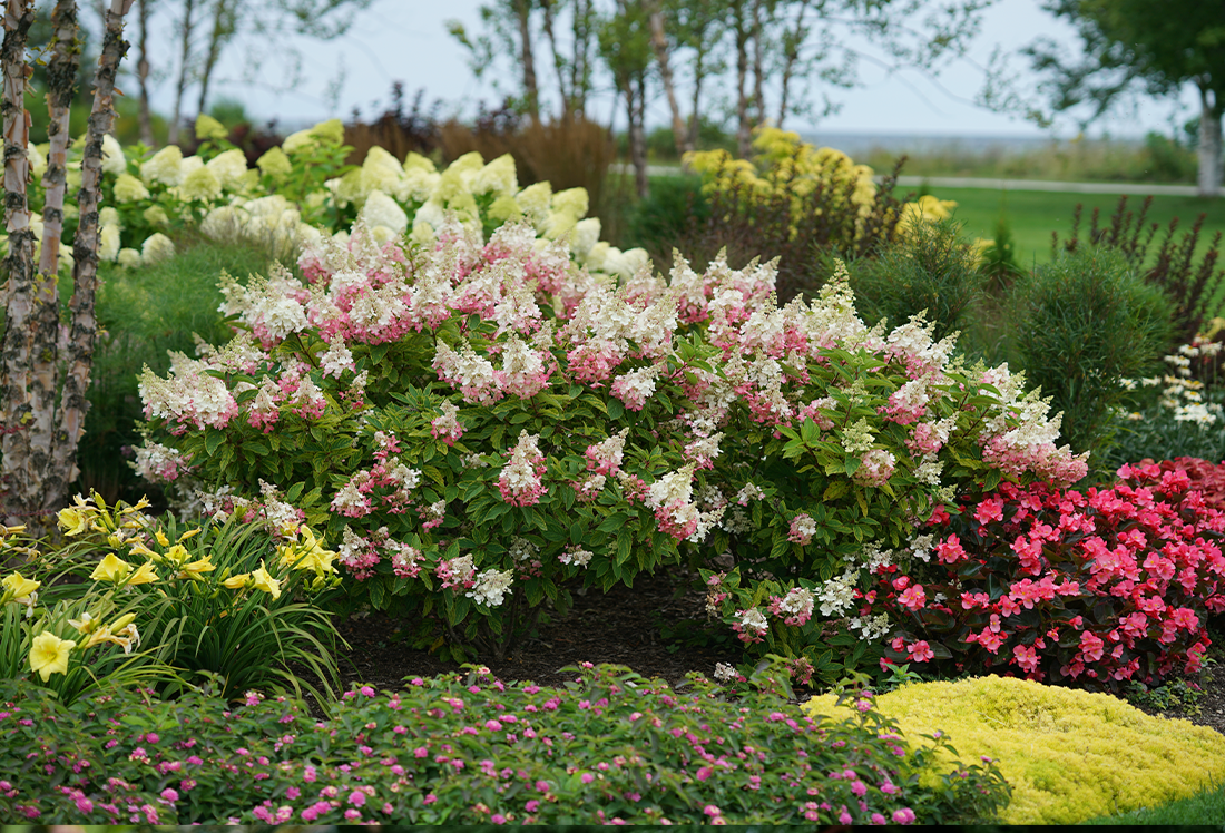 An array of pink and white hydrangeas planted near vibrant Proven Winners perennials