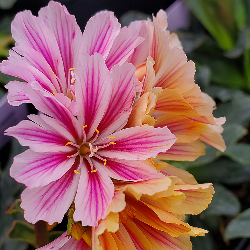 'Little Plum' Lewisia – Great Garden Plants