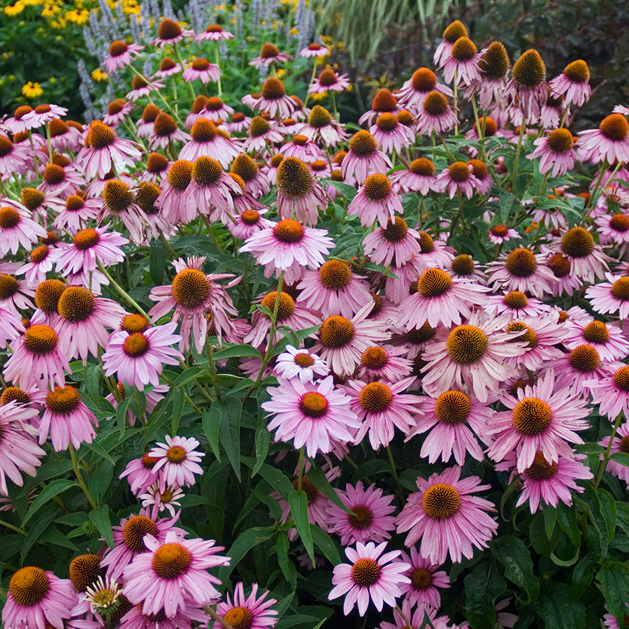 'Magnus Superior' Coneflower | Perennials – Great Garden Plants