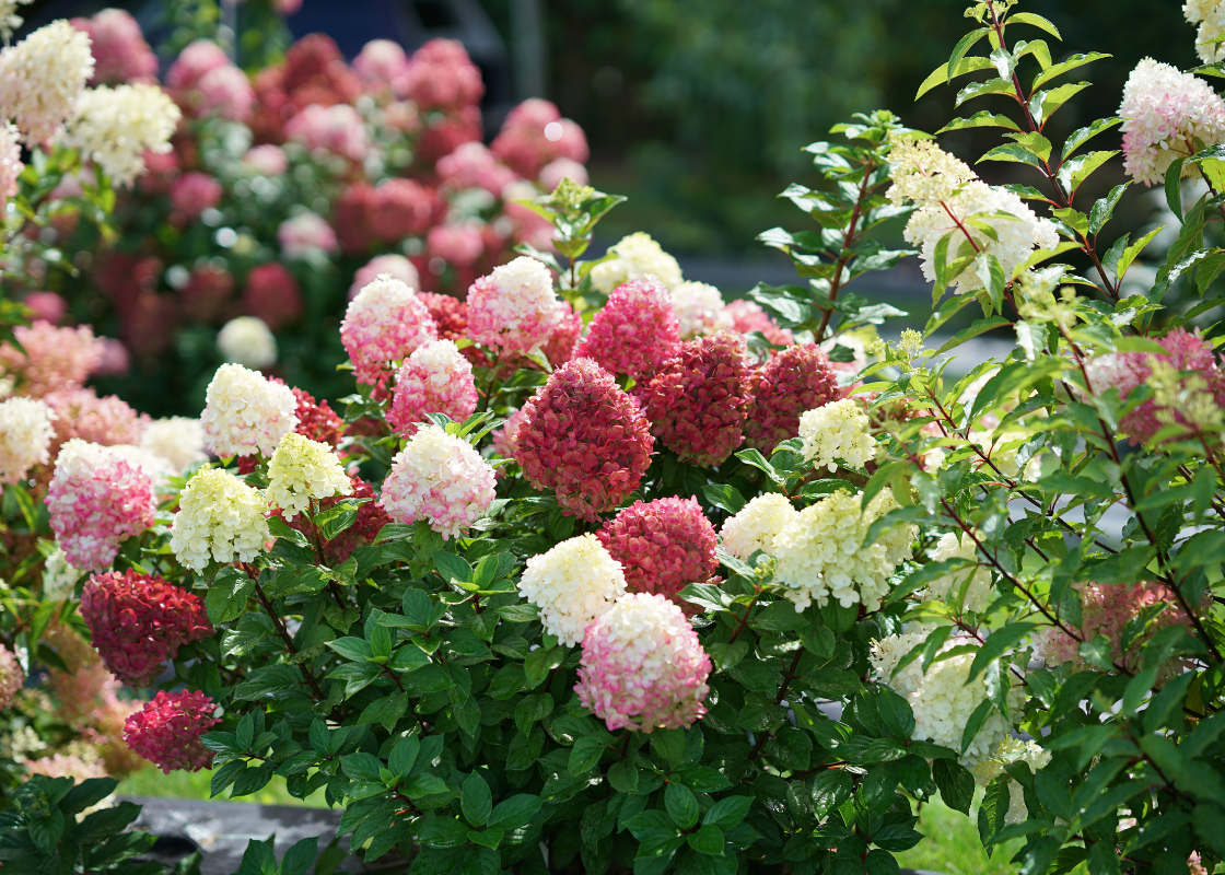 Pink Proven Winners hydrangeas in a sunny garden