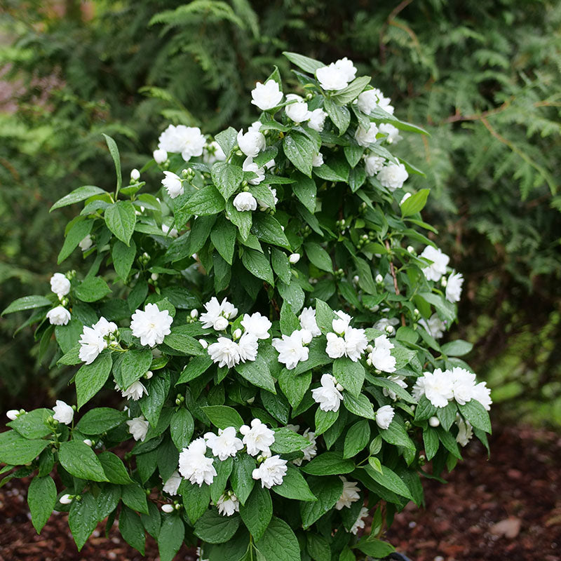 Illuminati Spice™ Mock Orange For Sale Proven Winners Great Garden Plants