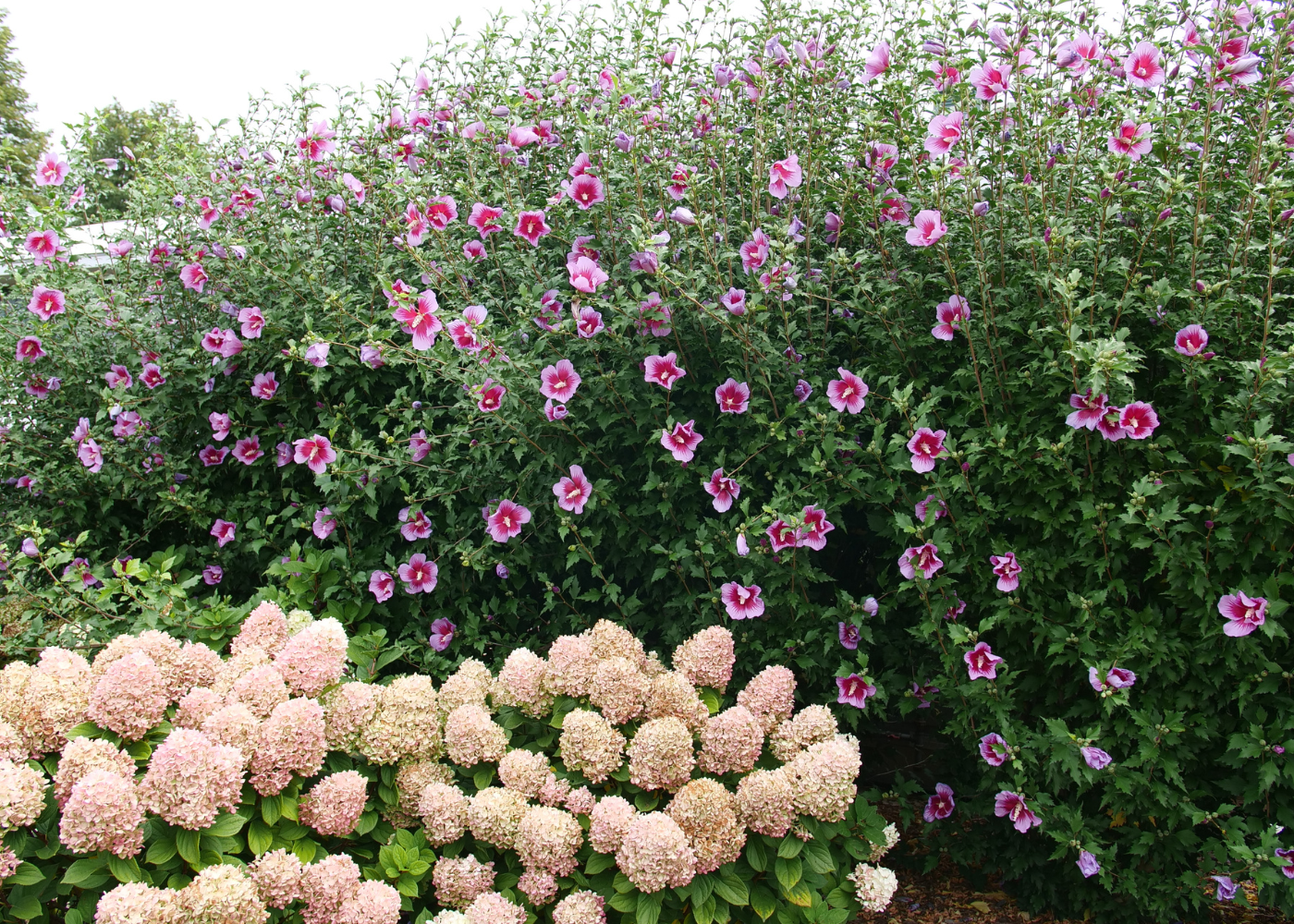 Beautiful pink hydrangeas and purple rose of Sharon flowers along a privacy hedge