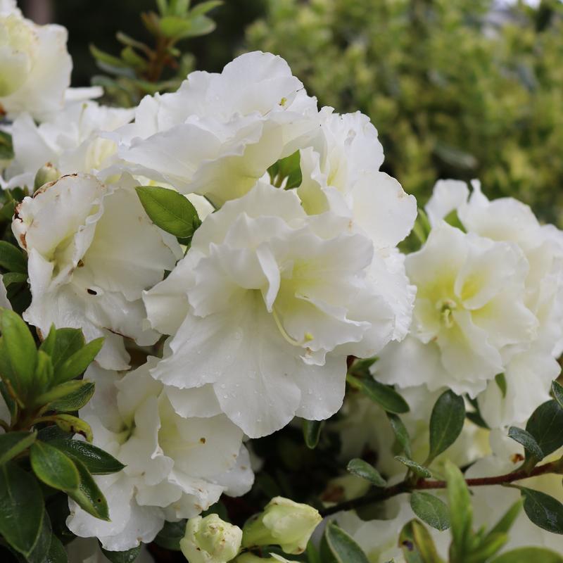 Perfecto Mundo® Double White Reblooming Azalea | Proven Winners – Great ...