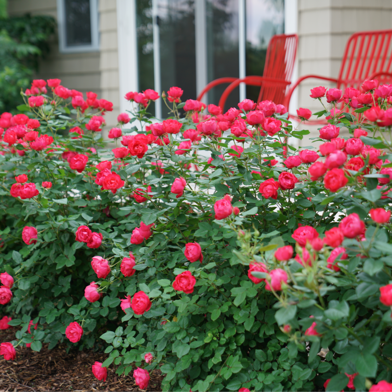 Oso Easy Double Red® Rose For Sale |Proven Winners – Great Garden Plants