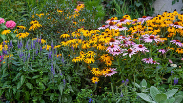 Sizzle & Spice® 'Zesty Zinger' Tickseed | Perennials – Great Garden Plants