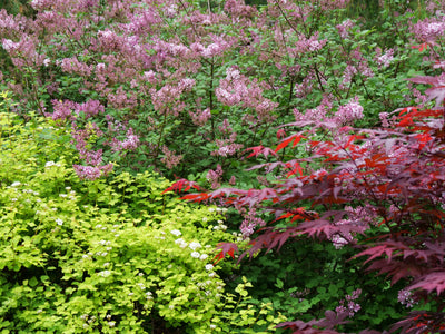 spring blooming shrubs in the garden