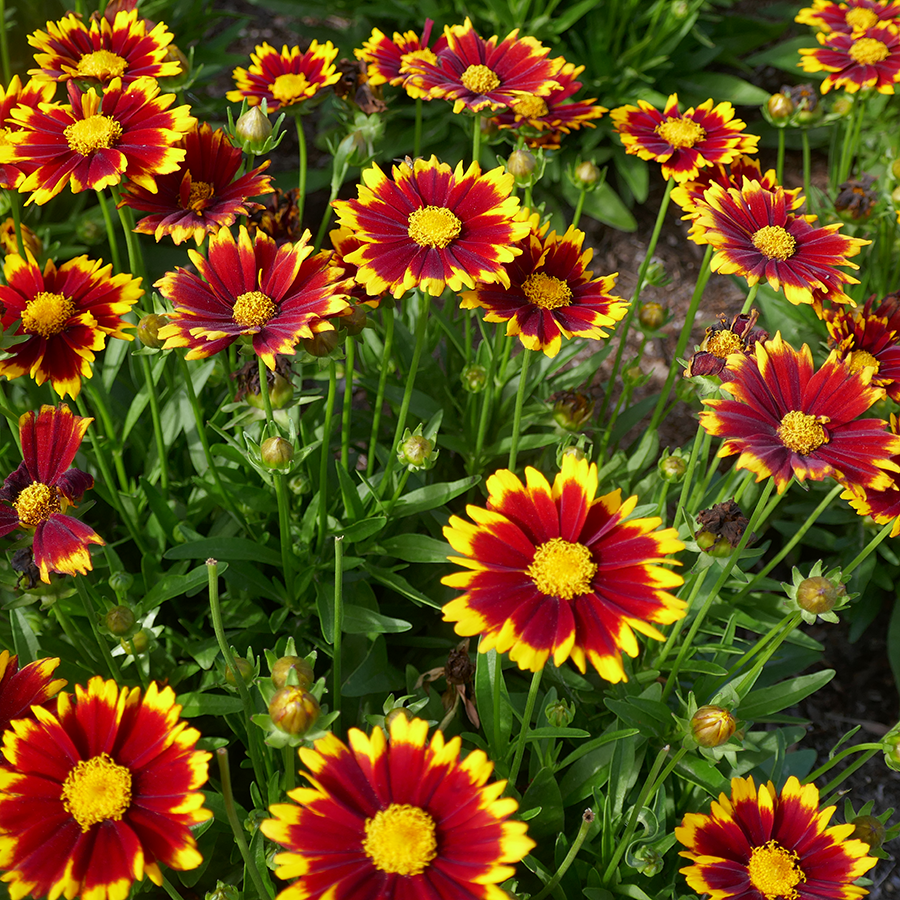 Uptick™ Red Tickseed | Perennials – Great Garden Plants