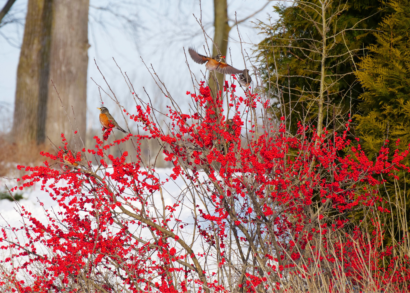 Bright red berries and birds in a winter landscape