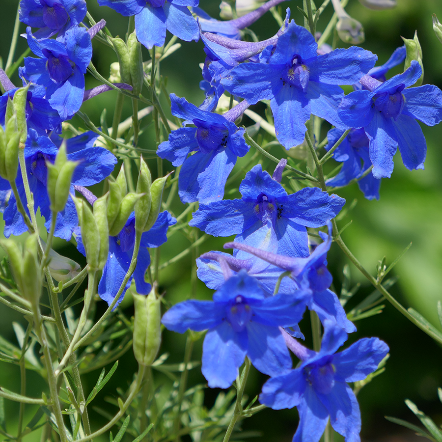 'Summer Nights' Delphinium Plants For Sale – Great Garden Plants