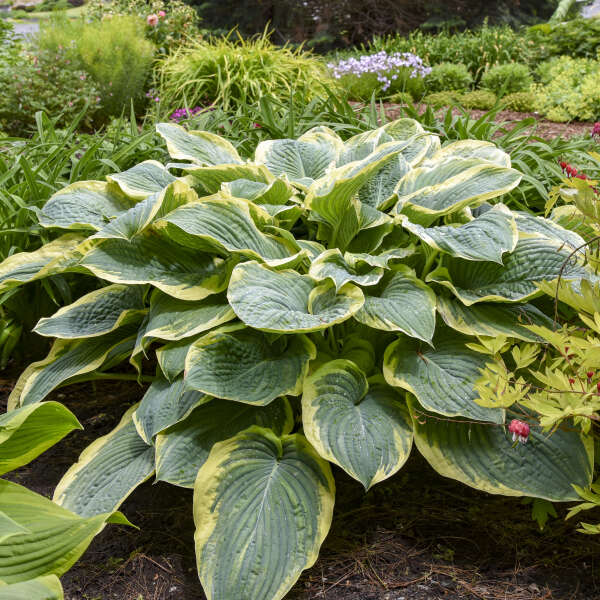 Shadowland® 'Gigantosaurus' Hosta | Proven Winners – Great Garden Plants