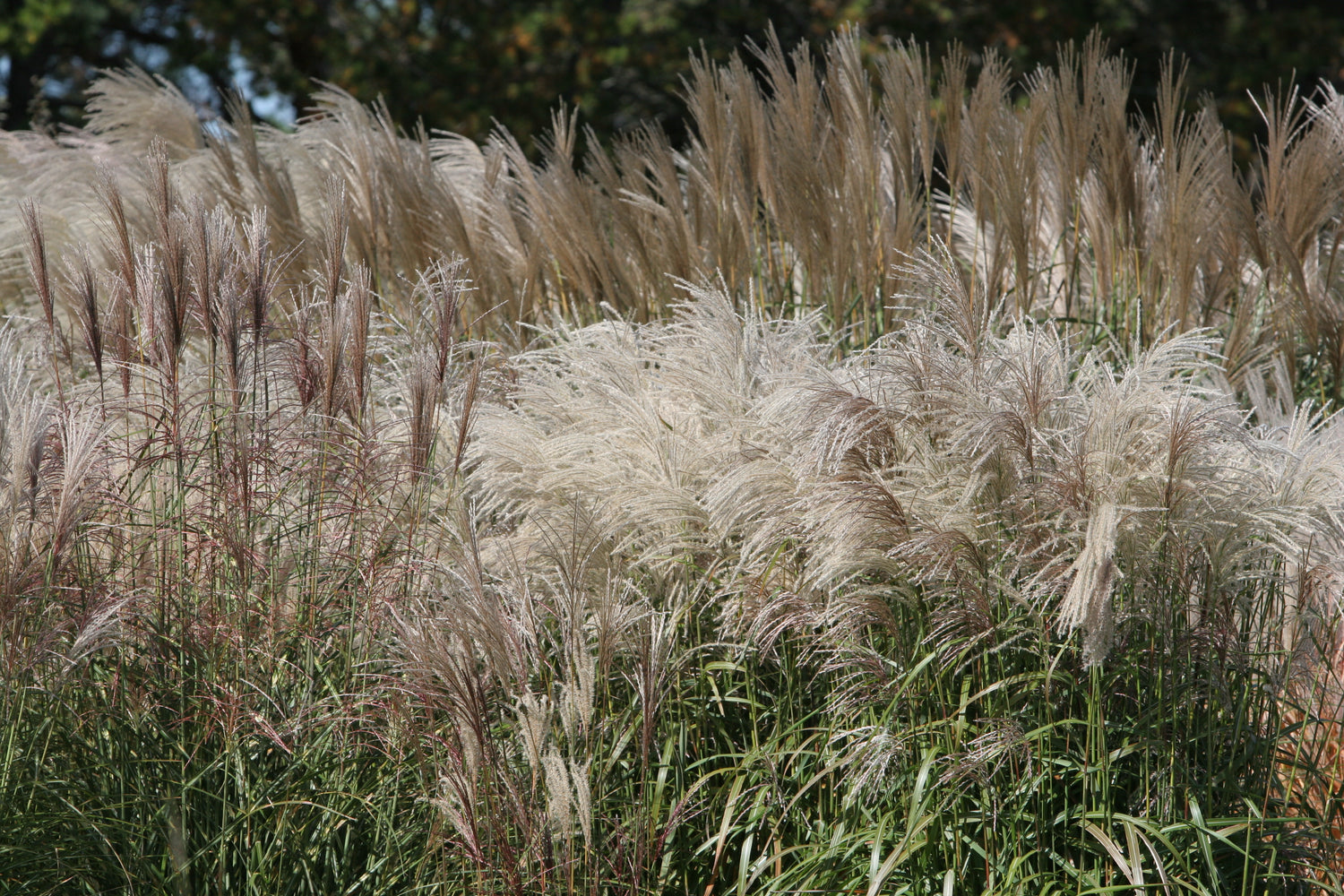 Prairie Winds® 'Totem Pole' Switchgrass | Perennials – Great Garden Plants