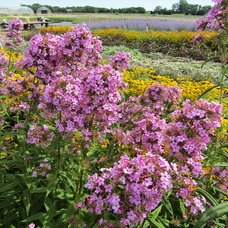 'Jeana' Tall Garden Phlox | Perennials – Great Garden Plants