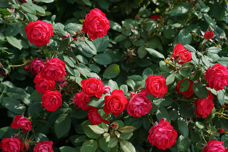 Oso Easy Double Red® Rose For Sale |Proven Winners – Great Garden Plants