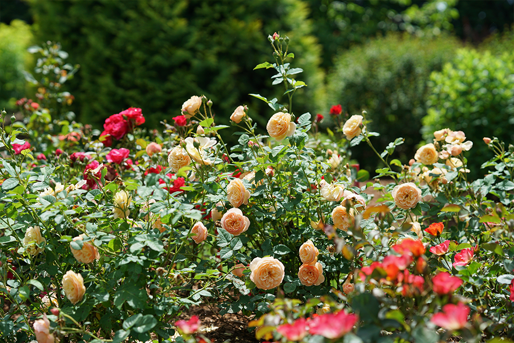 Field of red and yellow roses growing in the sun