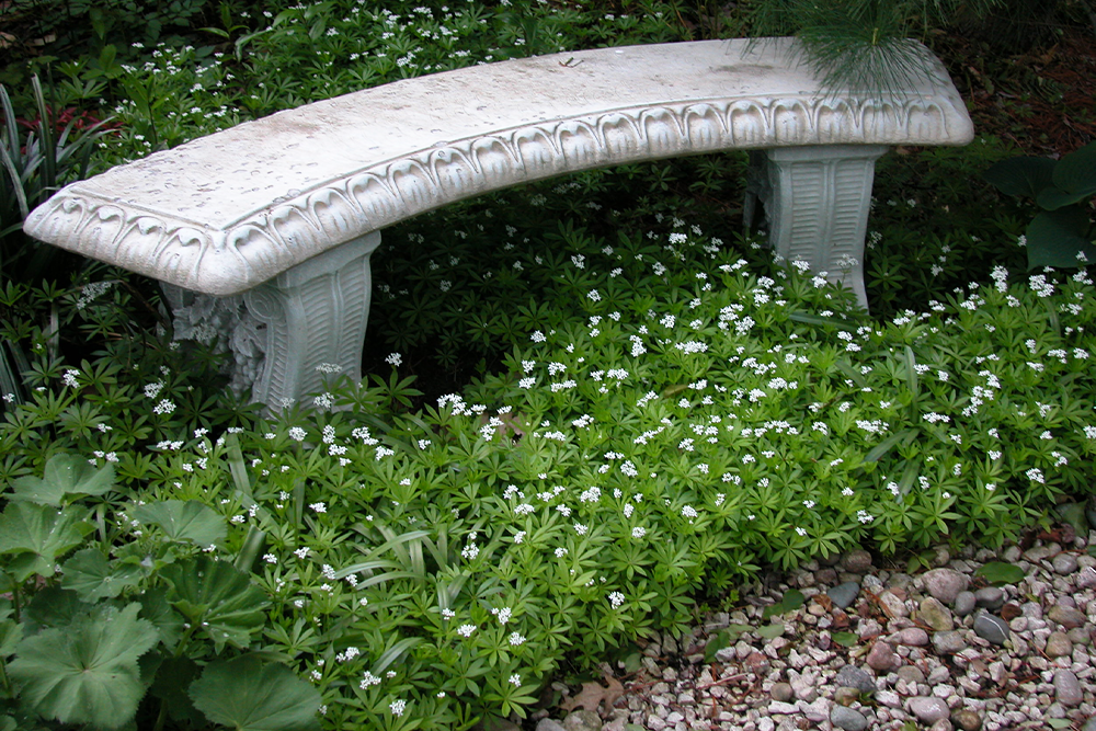 White flowers from sweet woodruff growing around a white garden bench