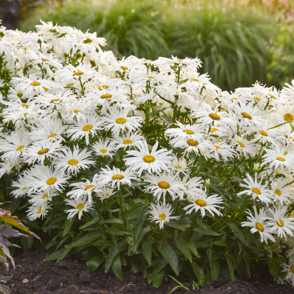 Amazing Daisies® 'Spun Silk' Shasta Daisy