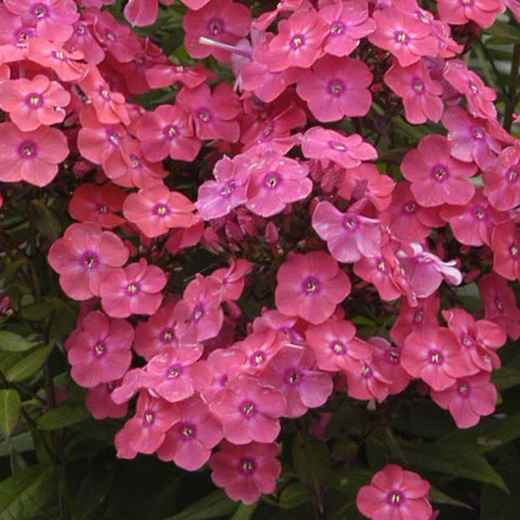 Phlox Perennials For Sale | Online Plant Nursery – Great Garden Plants