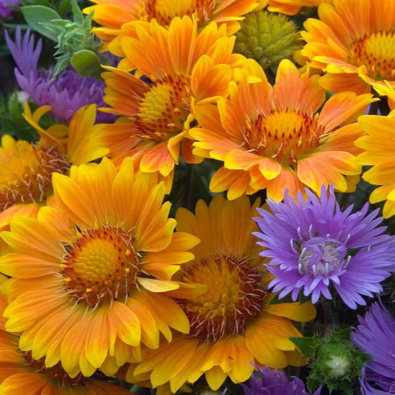 Gaillardia arizona online apricot