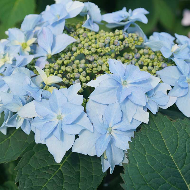 Tuff Stuff Ah-Ha® Mountain Hydrangea For Sale