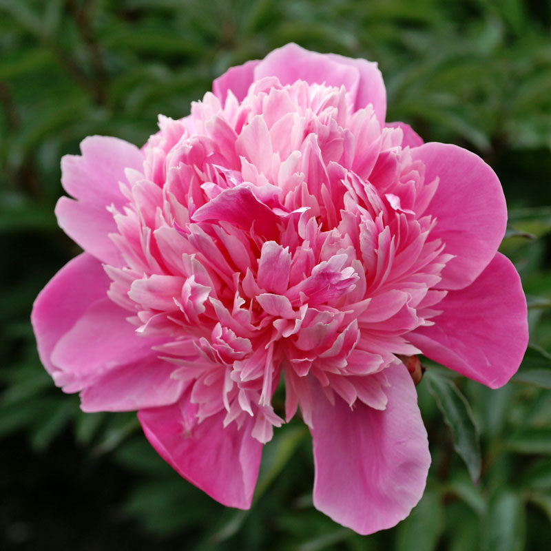 10+ Rare Seeds Edulis Superba Peony Seeds #B017 – PEMDASGARDEN