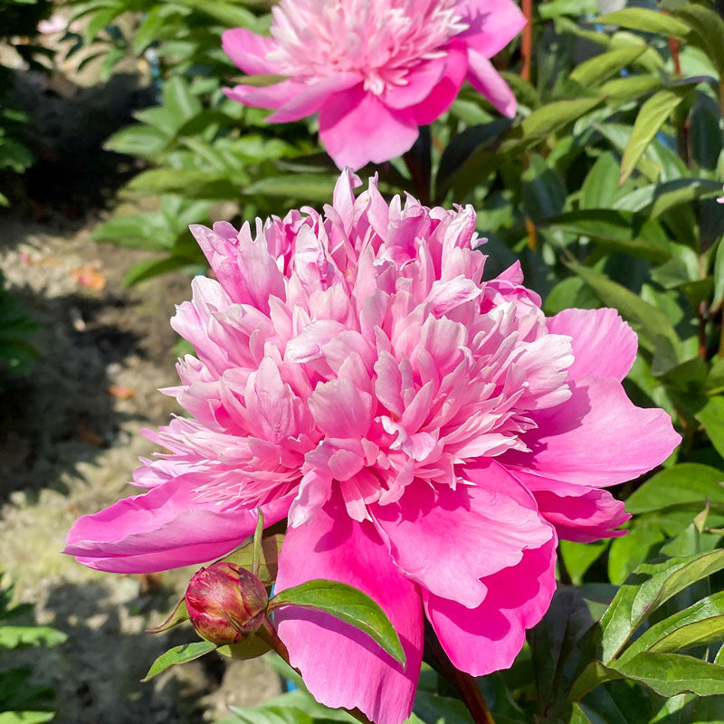 10+ Rare Seeds Edulis Superba Peony Seeds #B017 – PEMDASGARDEN