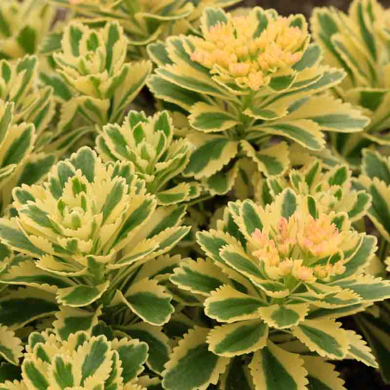 'Atlantis' Stonecrop | Perennials – Great Garden Plants