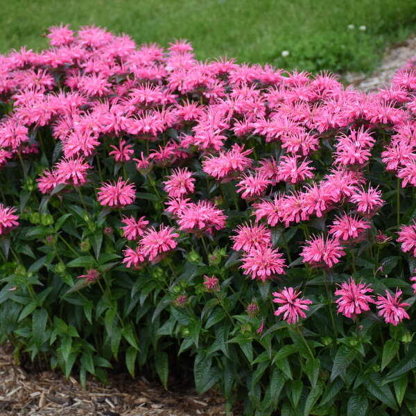 Upscale™ 'Pink Chenille' Bee Balm – Great Garden Plants