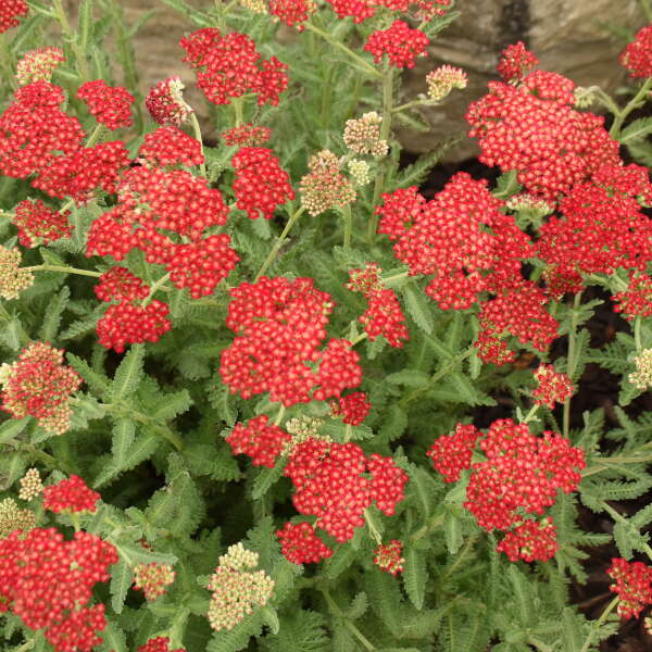 Plant yarrow now for a summer of flowers