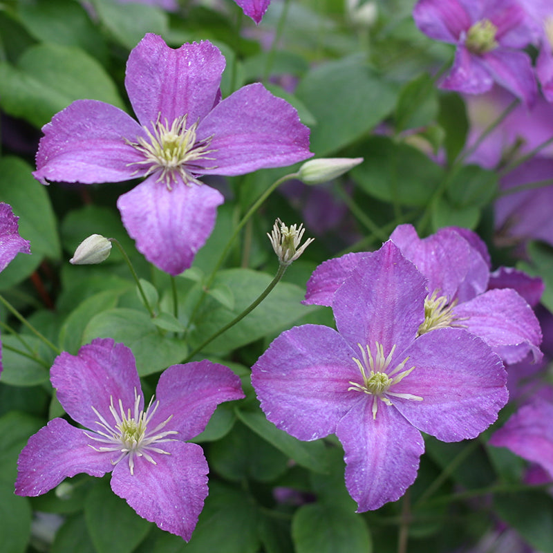 Jolly Good™ Clematis | Proven Winners – Great Garden Plants