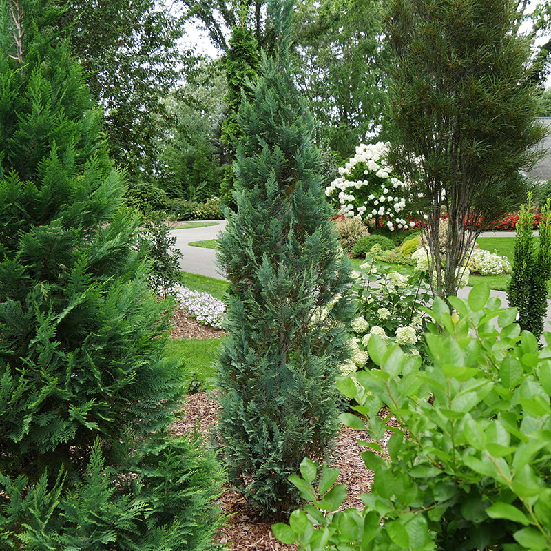 Pinpoint® Blue False Cypress | Shrubs & Trees – Great Garden Plants