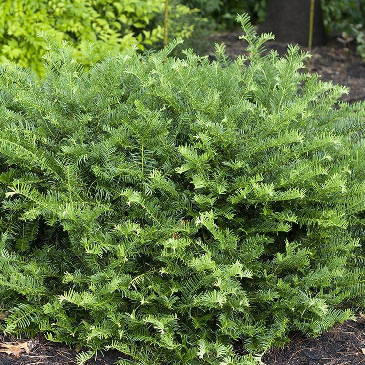 Yew | Shrubs & Trees | Great Garden Plants