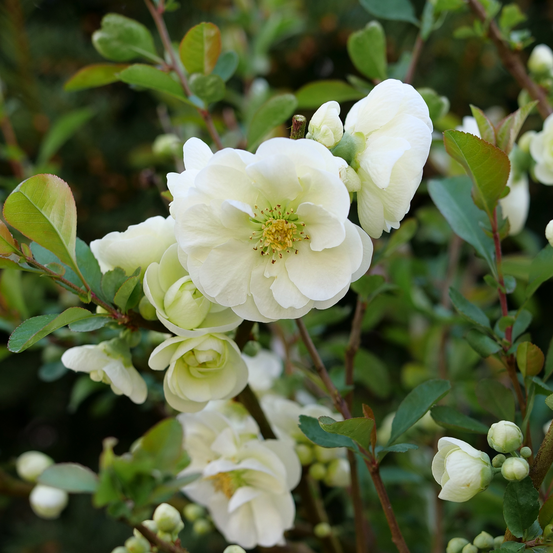 Double Take Eternal White - Flowering Quince - Proven Winners - 4 Pot