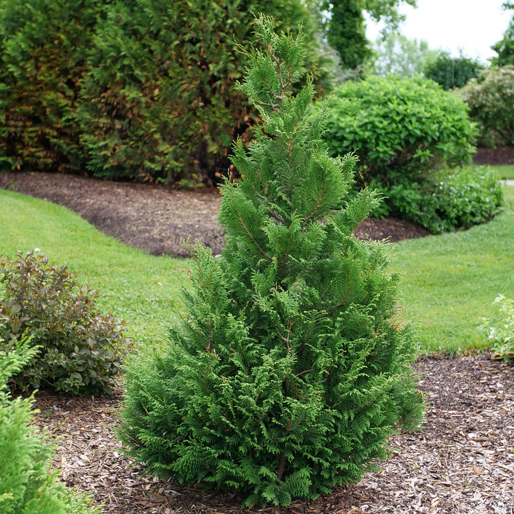 False Cypress | Shrubs & Trees | Great Garden Plants