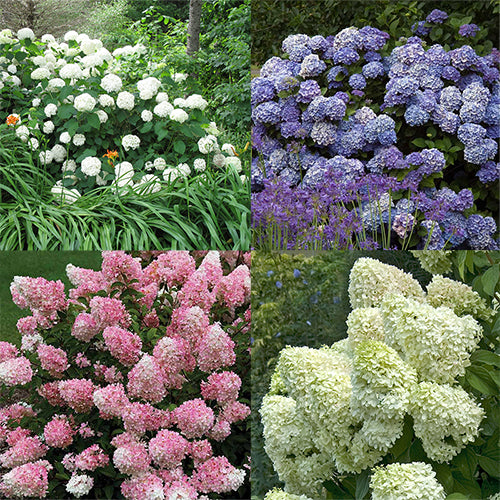 Hydrangeas for Cut Flowers Collection | Shrubs & Trees – Great Garden ...